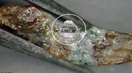 crystal-exploration-diamant-vom-muskox-projekt-260×145
