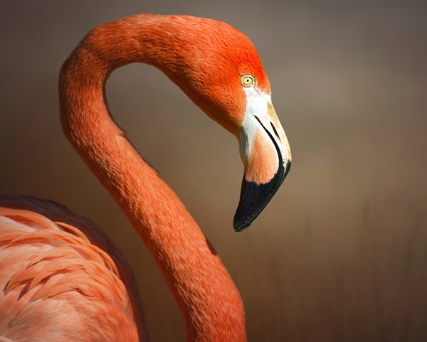 Flamingo Depositphotos 600