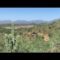 Cerro Caliche Gold Project – Short Video Clip – Mine Operations In The Background