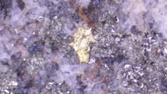 Goldshore Resources – Visible gold flake within a quartz-carbonate-pyrite vein at 190_42m 1_6m_ 544 gt Au in MMD-22-105_CONNEKTAR