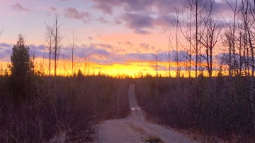 Golden Cariboo – Projektfoto 1