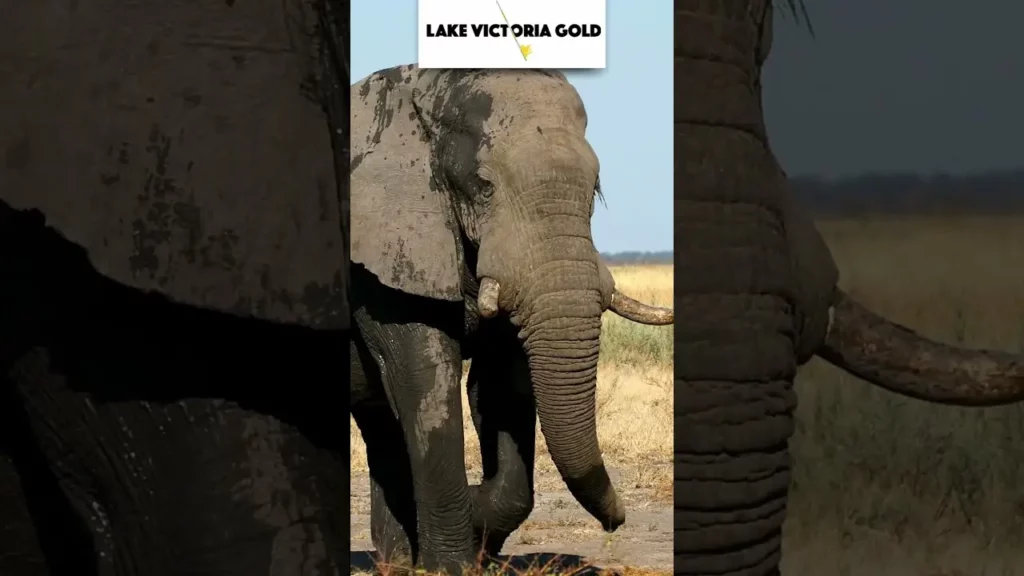 Lake Victoria Gold, Gold, Elefant